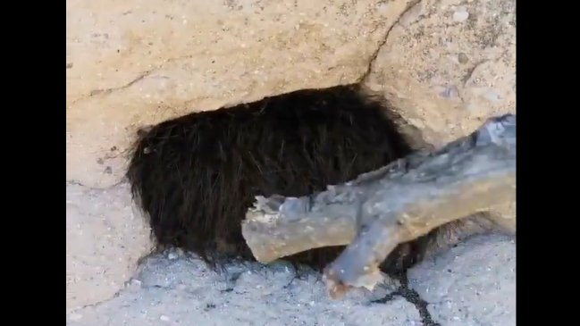 Amigos metieron un palo en un agujero y salieron cientos de arañas