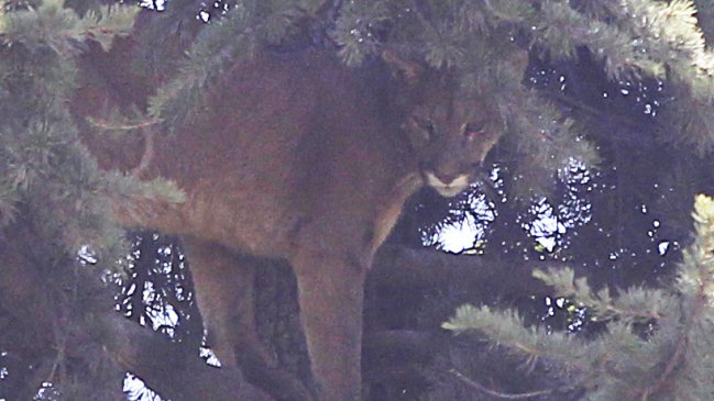 Puma rescatado se recupera bien y podría ser liberado la próxima semana