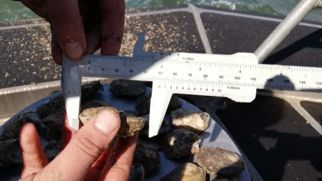 Ancud: Decomisan ostras en reserva marina de Pullinque