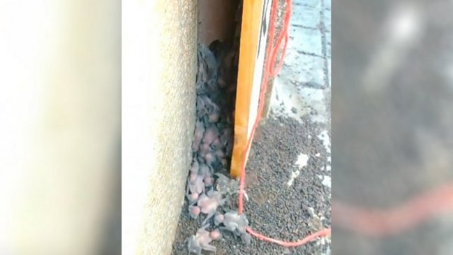 Autoridades tomaron muestras a murciélagos del centro de Santiago