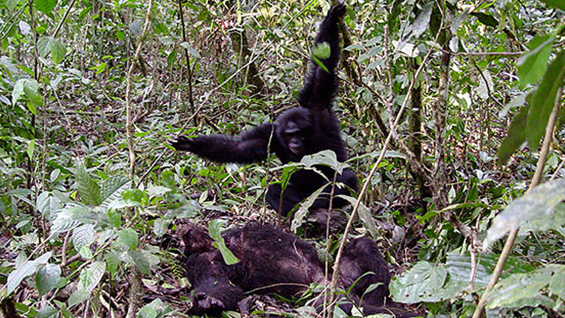 A 45 años de la primera guerra civil documentada entre primates no humanos