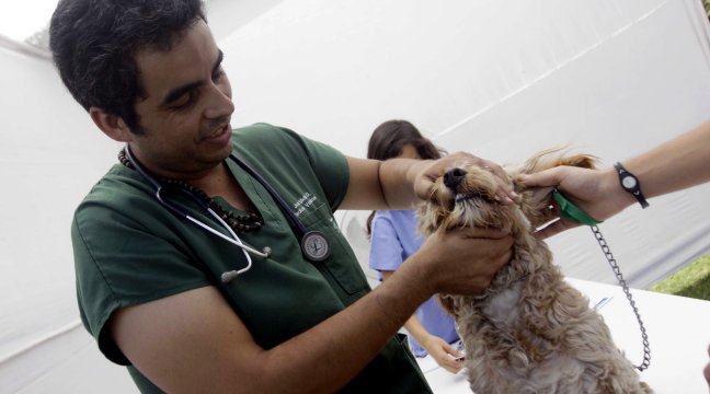 Chillán: Nueva veterinaria municipal atenderá a 12 mil mascotas