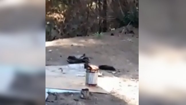 Piden fiscal preferente y presentarán querella por incendio en Curauma