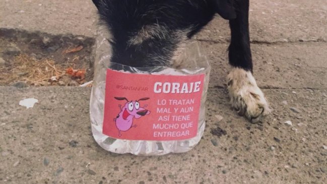 Joven instaló potes para ayudar a perritos callejeros en Rancagua