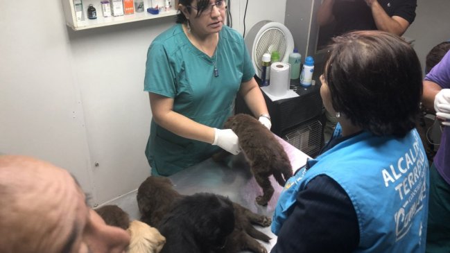 Ley Cholito: Se querellan por abandono de perritos en sitio eriazo
