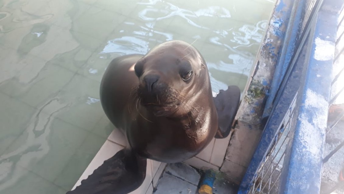 Iquique: Adiestrador explica por qué no hay que tomar a las crías de lobo marino