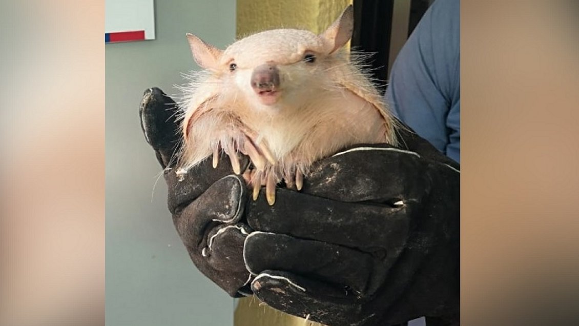 Quirquincho encontrado en Alto Hospicio fue liberado en el altiplano
