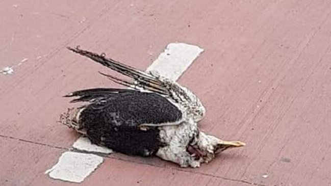 Talcahuano: Gaviota chocó con un transformador y generó masivo corte de luz