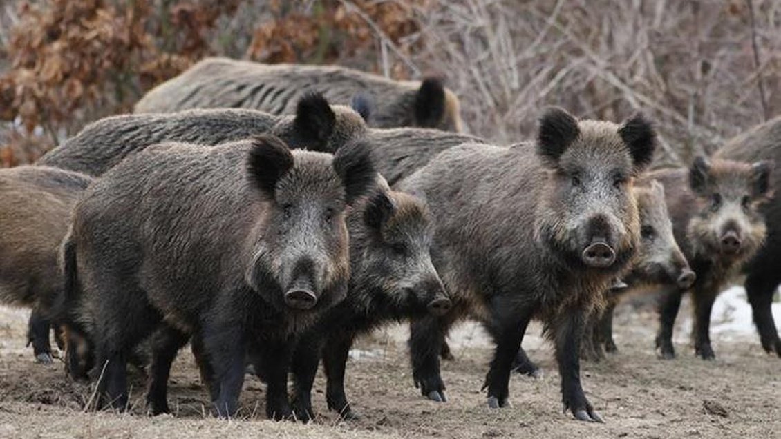 Polonia sacrificará 200 mil jabalíes para frenar avance de peste porcina