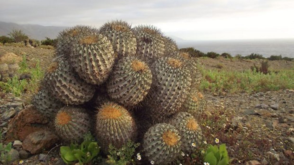 ¿Hay tráfico internacional de cactus chilenos? Científicos piden reaccionar