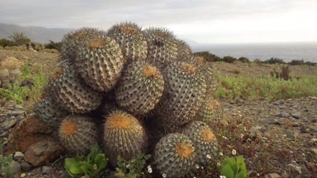 ¿Hay tráfico internacional de cactus chilenos? Científicos piden reaccionar