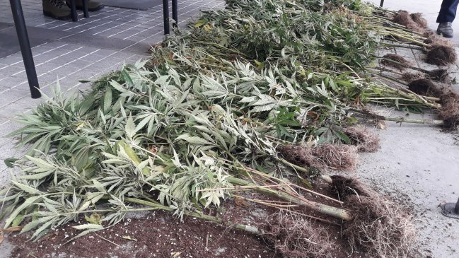 Ñuble: Decomisan 149 plantas de cannabis y 11 kilos de marihuana en San Fabián