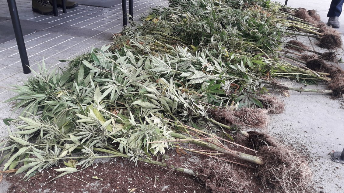 Ñuble: Decomisan 149 plantas de cannabis y 11 kilos de marihuana en San Fabián