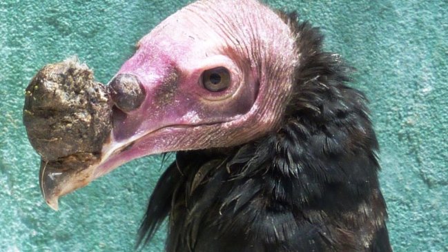 Antofagasta: Descubren jote con enfermedad mortal que pone en riesgo a los cóndores