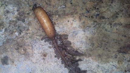   Misteriosa criatura encontrada en Australia desconcierta a internet 