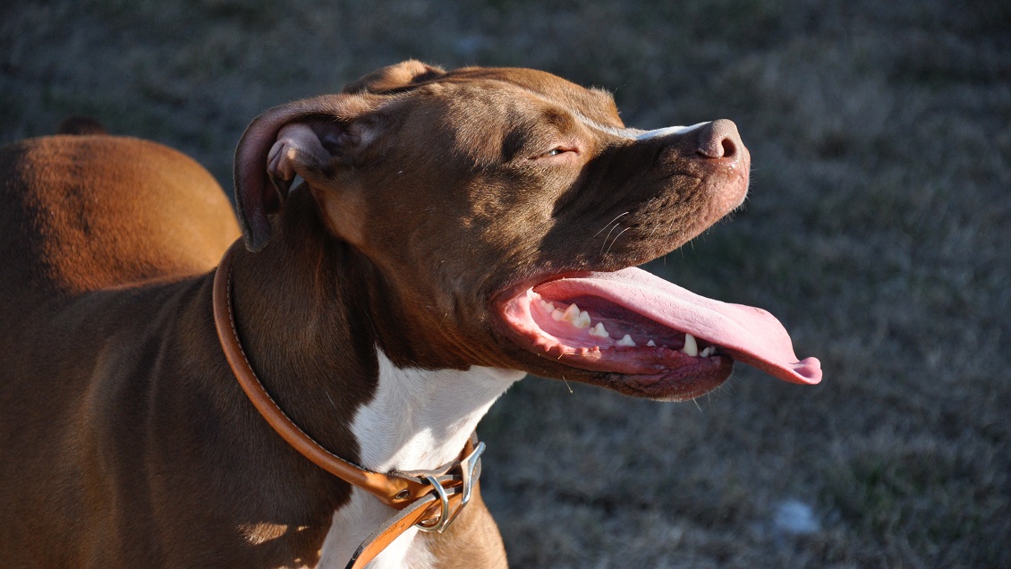 Ladrón fue detenido mientras huía gracias a mordida de su propio perro pitbull