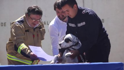   Perrito bombero 
