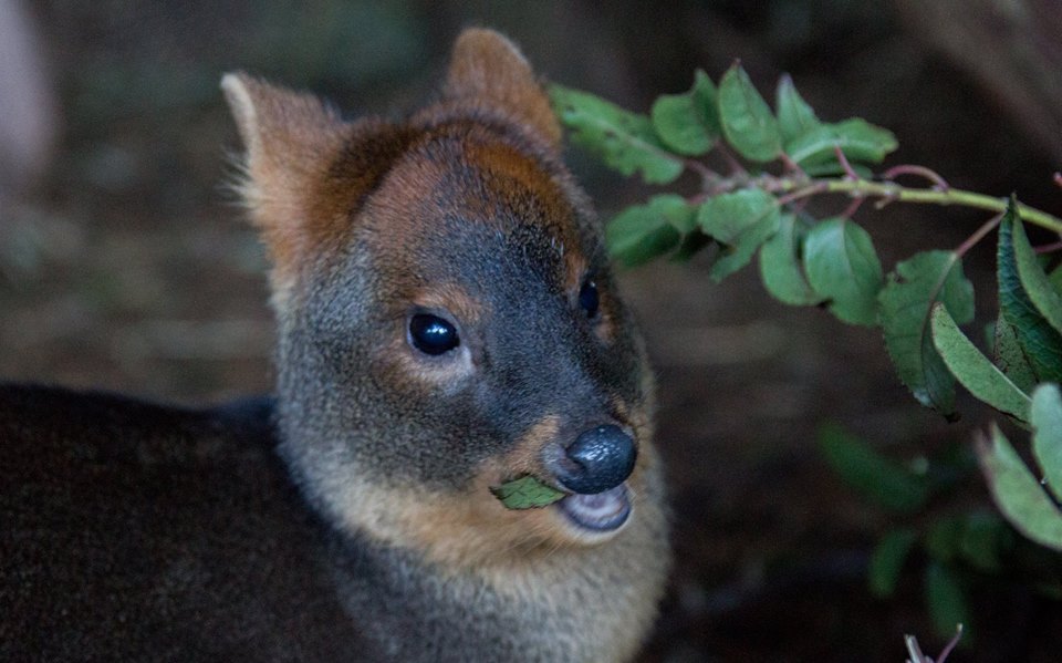 Chiloé: Ataque de perros y atropellos encabezan causas de muerte del pudú