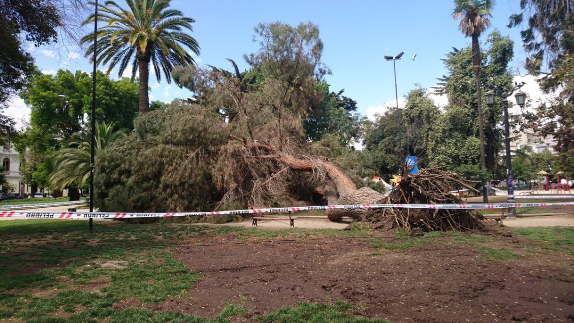 Caída de gran árbol provocó susto en Plaza Brasil