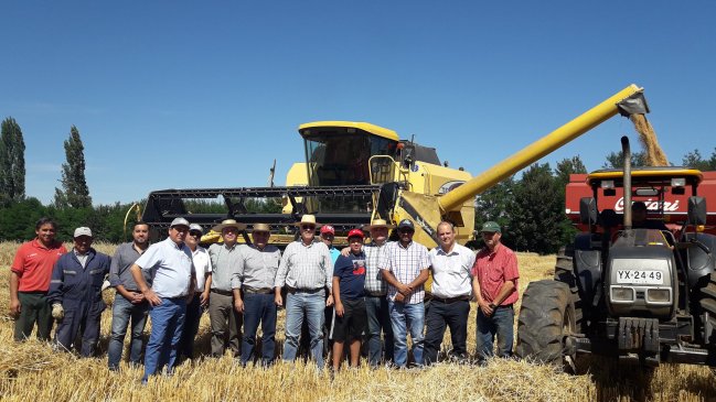 Productores de trigo buscan alianza productiva con la industria molinera en Ñiquén