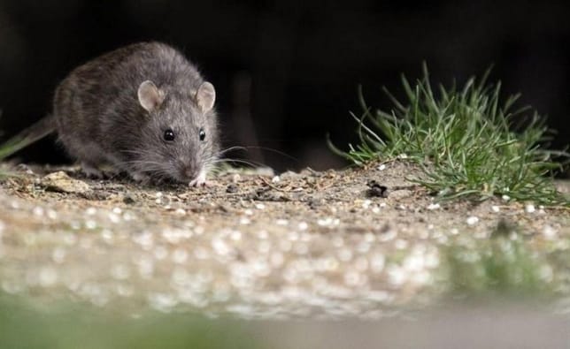 Falleció primera víctima de virus hanta en el Maule