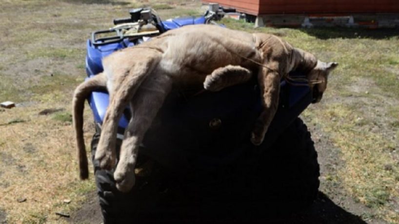 Investigan caza de puma en parque nacional de Magallanes