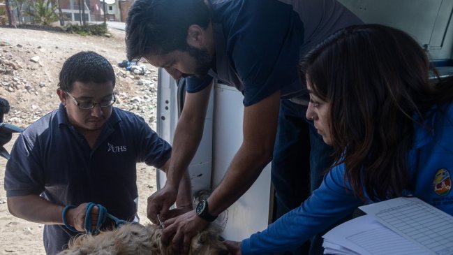 Realizan el primer operativo veterinario del 2019 en Alto Hospicio