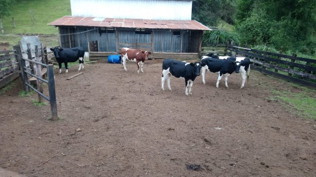 Detienen a sujetos acusados de robar vacunos para venderlos