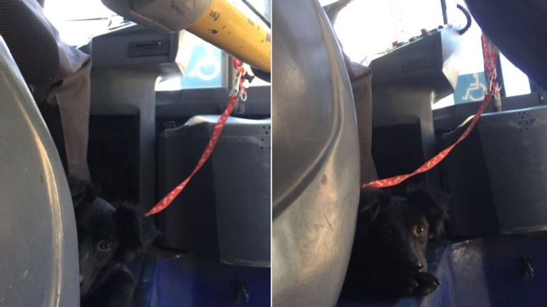 Viralizan a conductor del Transantiago que trabajó con un perro