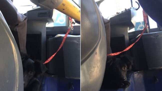 Viralizan a conductor del Transantiago que trabajó con un perro