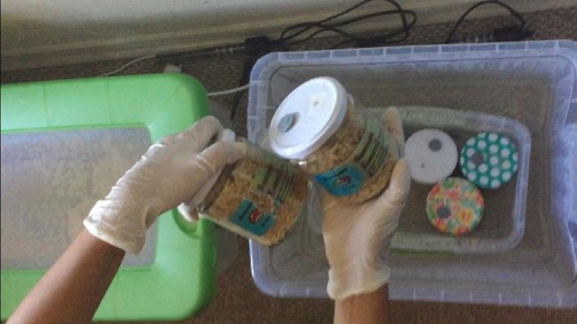 Concepción: Llegaron por denuncia de marihuana y encontraron 12 frascos de hongos alucinógenos