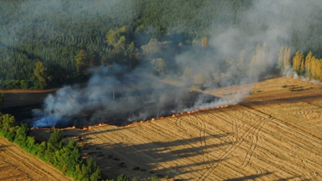 Cerca de 16 hectáreas afectadas por incendios forestales en Chiloé en lo que va de año