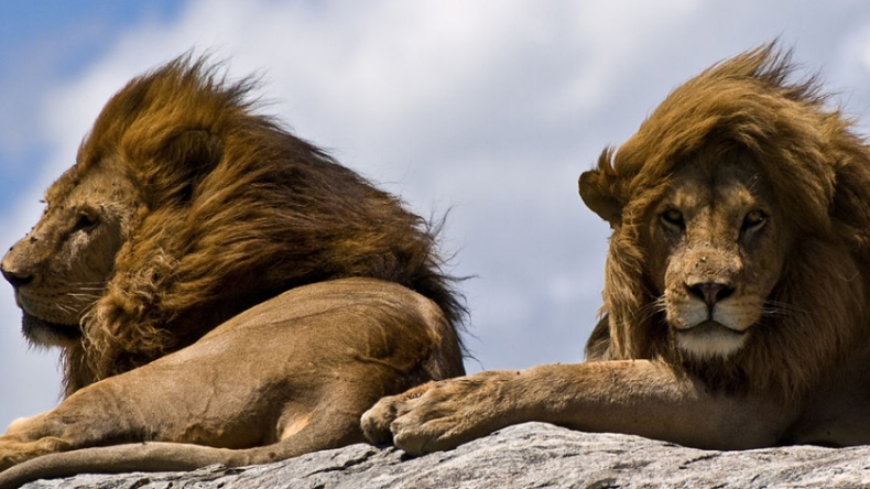 Joven murió al meterse a la jaula de los leones en la India