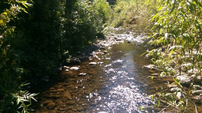 Municipalidad de Los Lagos se querella por eventual contaminación de agua desde transnacional agrícola