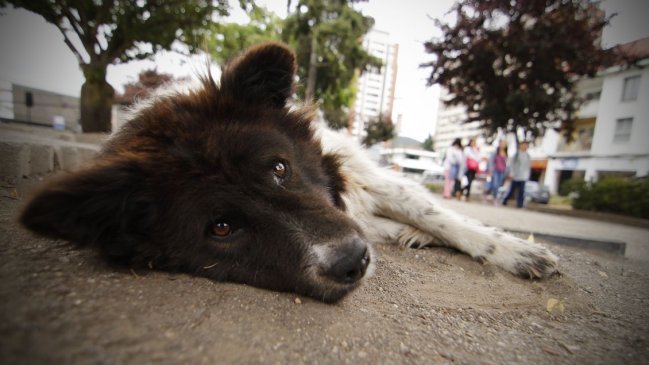 Municipio de Concepción investiga matanza de cinco perros callejeros