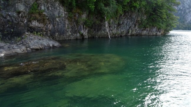 Detectan peligrosa alga 