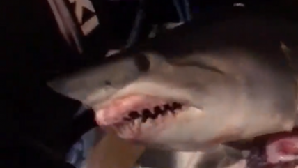   Tiburón muerto fue captado veloz y avanzando de espaldas en una carretera 