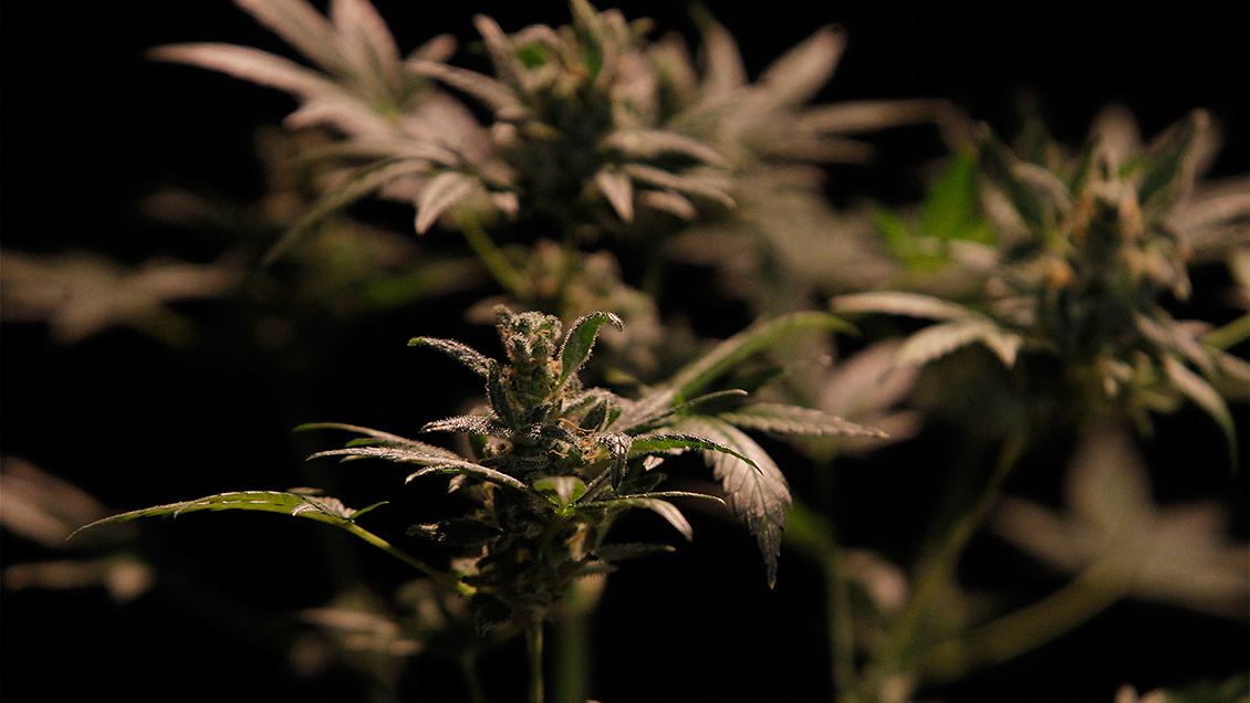 Con arraigo nacional quedó hombre a quien le encontraron 31 plantas de cannabis