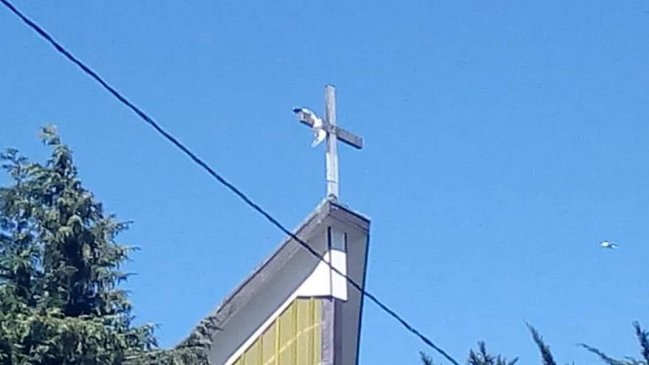 Bomberos rescató a gaviota que quedó atrapada en la cruz de la Catedral de Ancud