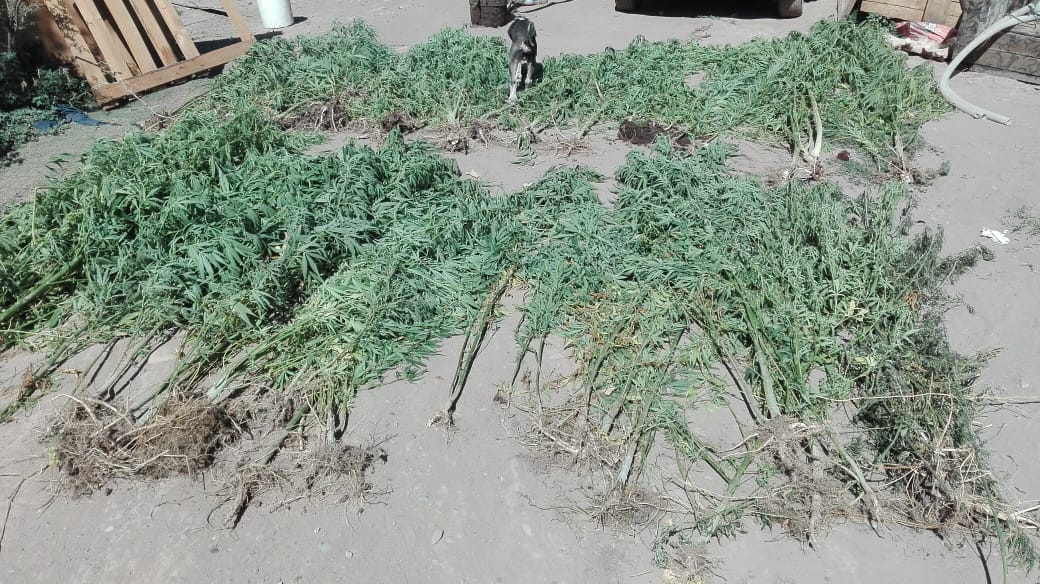 Incautan más de 100 plantas de marihuana desde la ribera del río Cachapoal