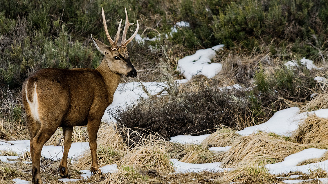 Astrofísico chileno halló error en 