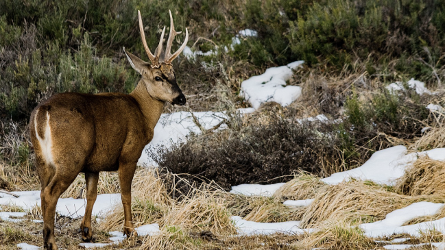 Astrofísico chileno halló error en 