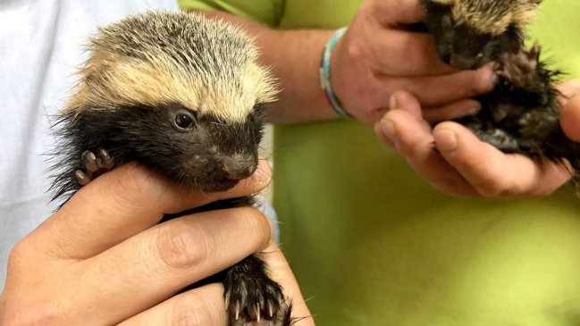 O'Higgins: Pequeños Quiques huérfanos fueron rescatados por CONAF
