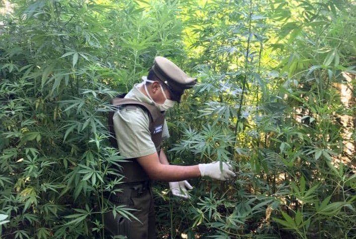 Carabineros detuvo a una mujer por cultivo ilegal de 210 plantas de marihuana en Ñuble