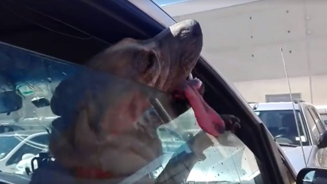 Denuncian que perro quedó encerrado en un auto a 37 grados en Rancagua