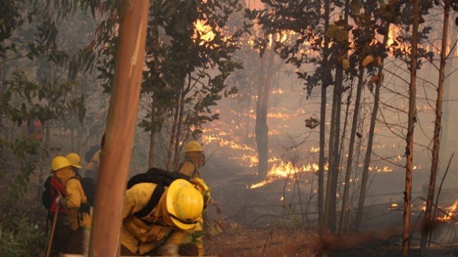 Se mantiene activo incendio forestal en Ercilla que afecta a 60 hectáreas