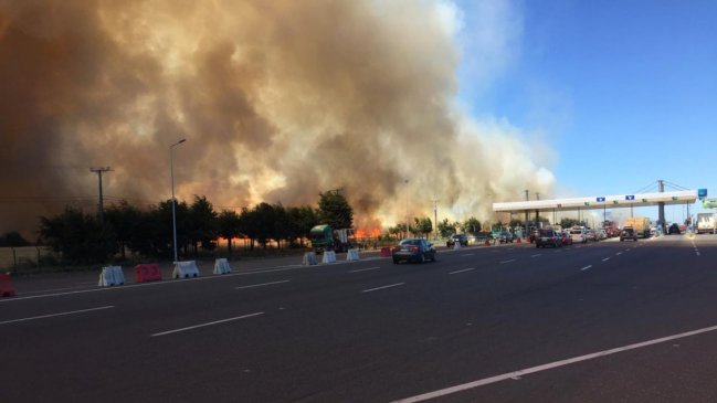 Incendio forestal afecta cultivos de trigo en La Araucanía