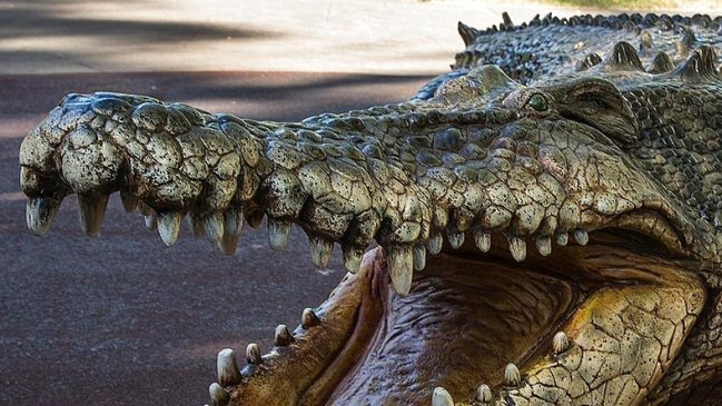 Papá mordió a cocodrilo para que soltara a su hijo