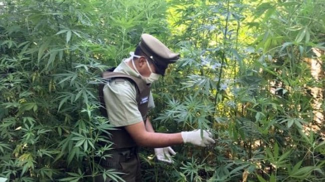 Carabineros detuvo a una mujer por cultivo ilegal de 210 plantas de marihuana en Ñuble