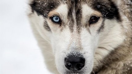 Una dura prueba de resistencia: Carreras de trineos en la República Checa